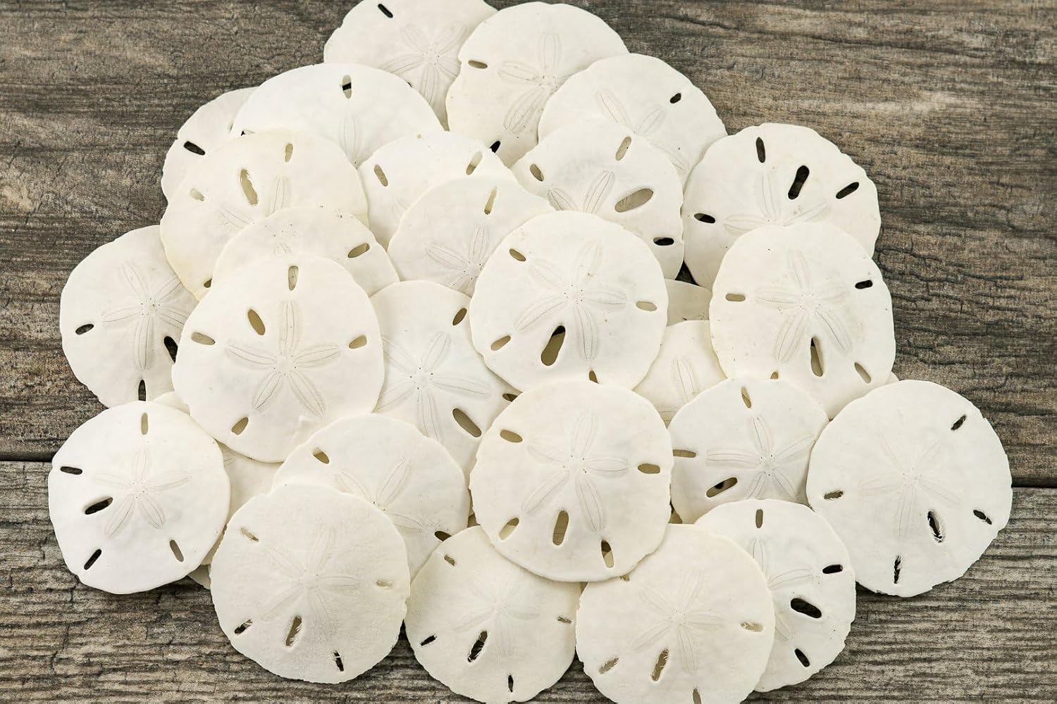 Real Sand Dollars 1.5" to 2" (30 Pack) – Sand Dollar Wall Art & Ornament Set – Beach Wedding Decor – Nautical Party Table Decor – Mini Shells for Crafts – Coastal Gifts