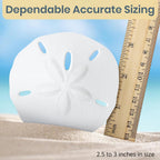 Real Sand Dollars 2.5" to 3" (3 Pack) – Sand Dollar Wall Art & Ornament Set – Beach Wedding Decor – Nautical Party Table Decor – Mini Shells for Crafts – Coastal Gifts