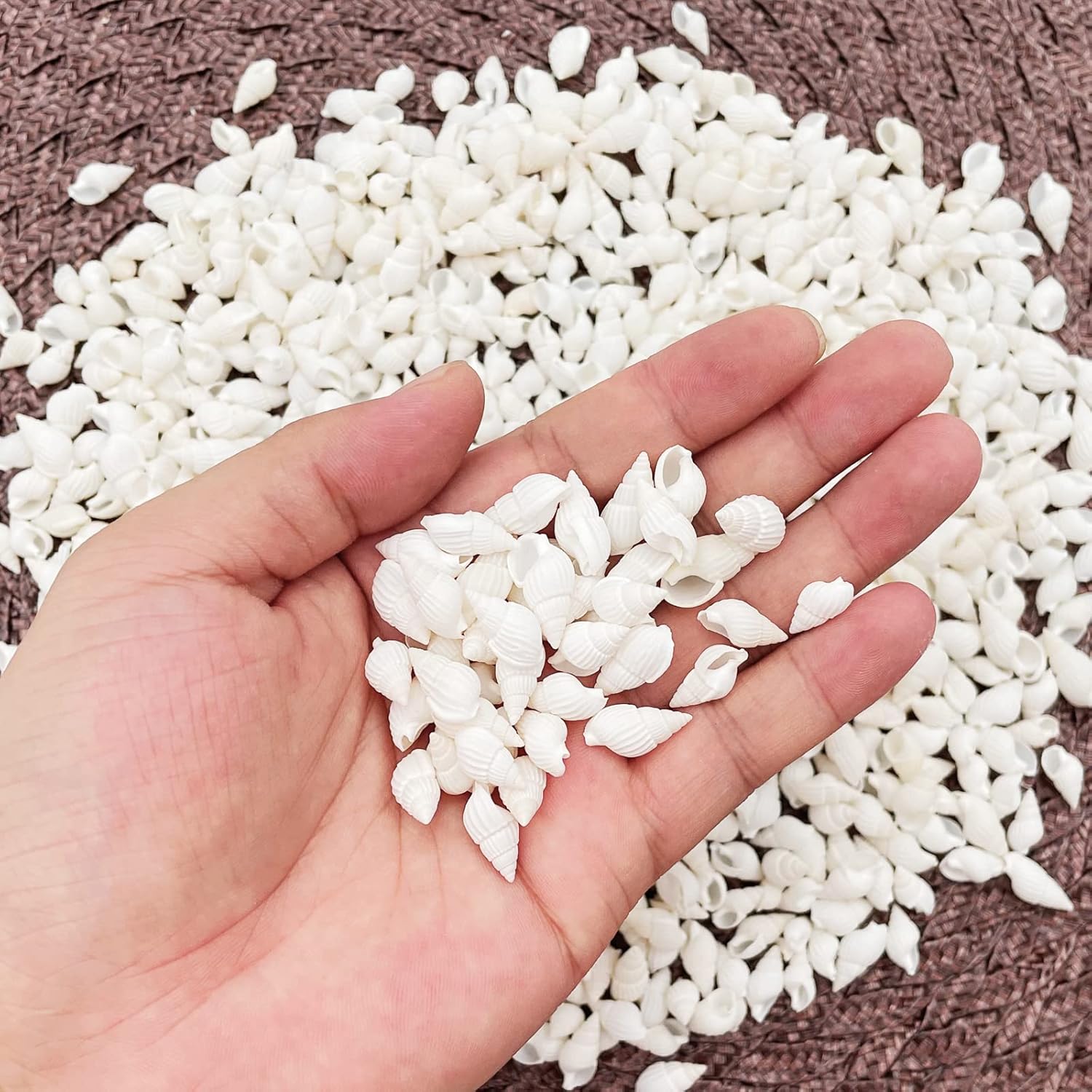 White Clam Cay Cay Sea Shells for Home Decorations, Party Wedding, DIY Crafts (About 350pcs Spiral Shape)