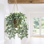 Hotop 2 Pcs Artificial Peperomia Trailing Plant Vine 26" Faux Pilea Trailing Artificial Silk Plant for Indoor Home Office Livingroom Wall Shelf Bathroom Decoration(Eyebrow Leaf)