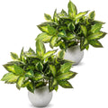Hotop Variegated Hosta Artificial Plant for Summer Outdoor Decoration Faux Green Dieffenbachia Plant Lifelike Tropical Houseplant Bush Stems for Home Office Indoor Yard Planter Filler(12 Pack)