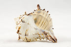 Black Murex | Black Murex Sea Shells | Collector Shell | 1 piece Set for Display or Decor | Plus Free Nautical Ebook by Joseph Rains (5")