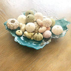 Worlds Assorted Natural Sea Urchins for Air Plants,Craft and Decorations 12PC(1-1/4"-2-1/4"Inch)