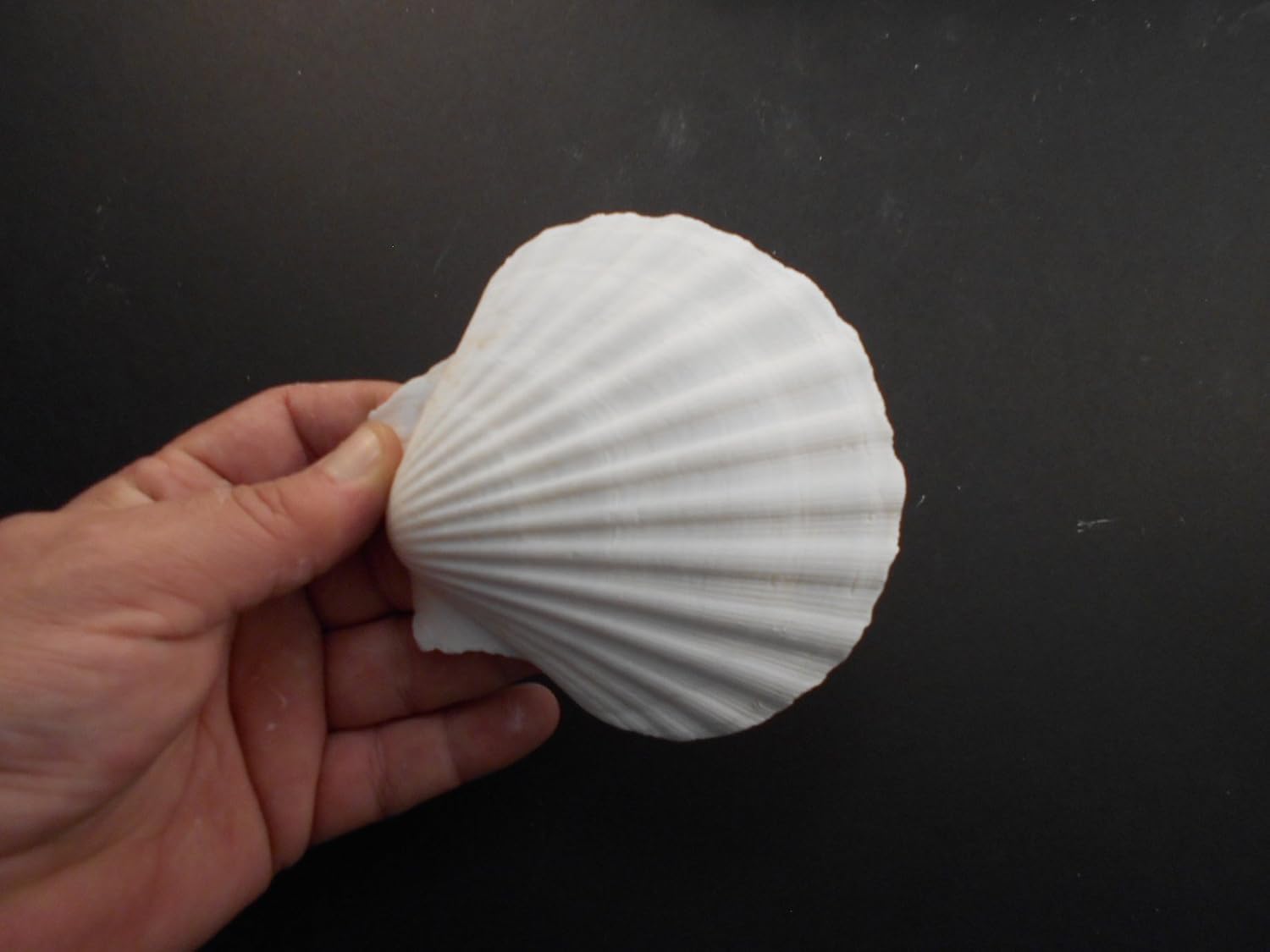 Set of 12 Large White Baking Scallop (3.5"-4") Restaurant Quality Real Seashells Beach Wedding Coastal Crafts and Decor - Florida Shells and Gifts Inc.