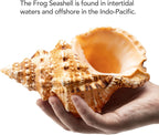 Giant Natural Conch Shell, Frog Seashell 1 Shell 7-8 inches | Large Sea Shell for Vase Filler, Air Plants, Home Decor, Wedding Decor Beach Theme Party, Aquarium Decoration Accessories