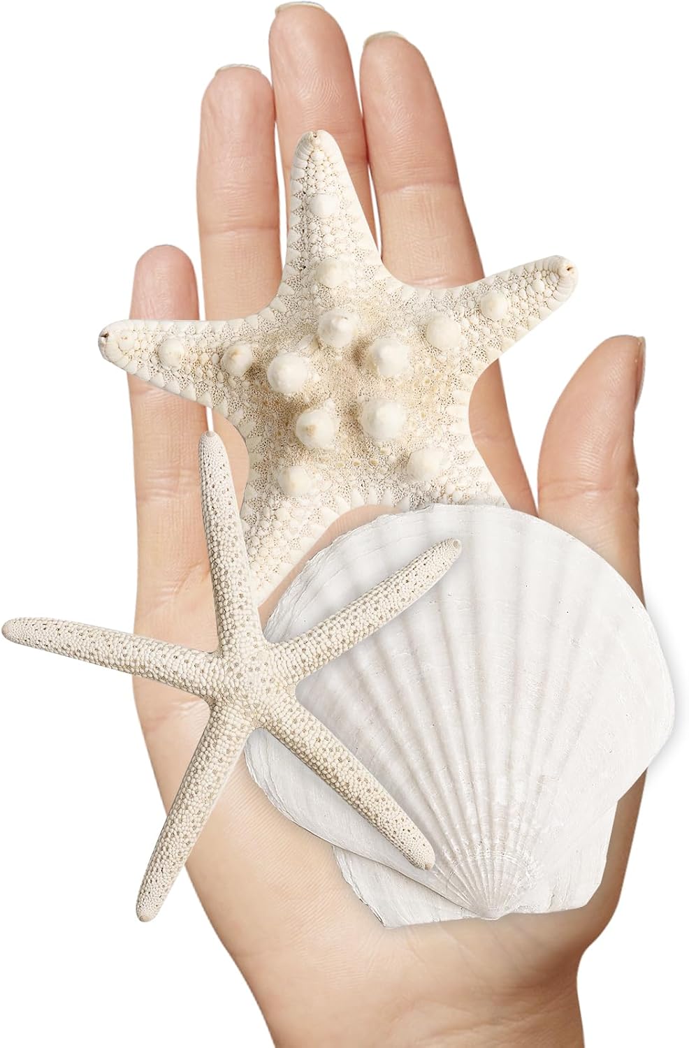 16 Pieces Starfish and Scallop Shells for Crafts 2.6"-3.8" Large Seashells Natural Sea Shells for Crafts Christmas Decor Beach Party Wedding Fishtank