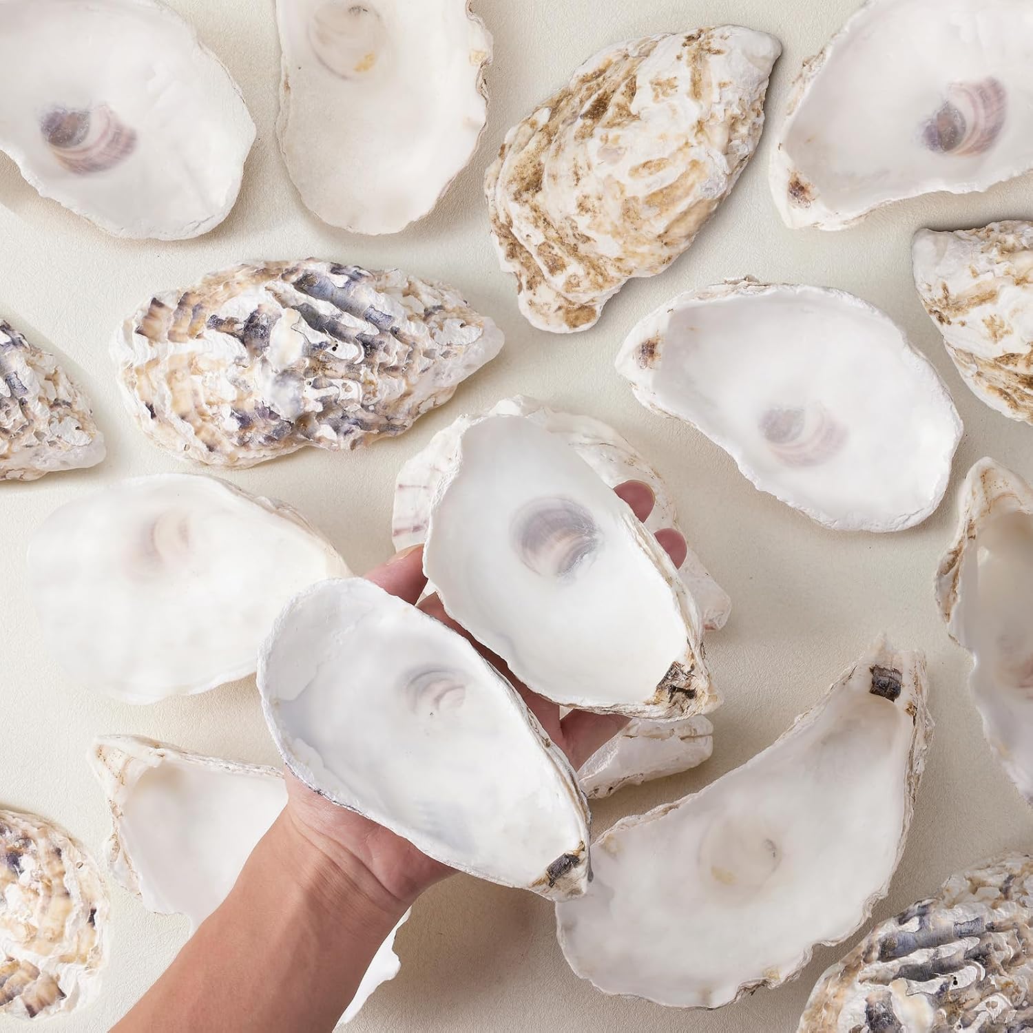 12 Pcs Natural Oyster Shells for Crafts, 5-6 inch Extra Large Seashells for Crafting, Shell Painting, Beach Wedding & Christmas Decor, Vase Filler, DIY Home Decor, Craft Shells