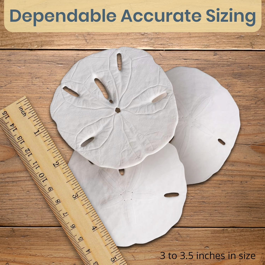 Real Sand Dollars 3" to 3.5" (3 Pack) – Sand Dollar Wall Art & Ornament Set – Beach Wedding Decor – Nautical Party Table Decor – Mini Shells for Crafts – Coastal Gifts