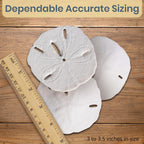 Real Sand Dollars 3" to 3.5" (3 Pack) – Sand Dollar Wall Art & Ornament Set – Beach Wedding Decor – Nautical Party Table Decor – Mini Shells for Crafts – Coastal Gifts