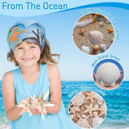 24PCS Sea Shells for Crafts Decoration - Real White Natural 2"-5" Scallop Shells and Starfish Coastal Christmas Craft Supplies, Beach Party, Painting, Easter DIY, Vase,Baking Shells, Birthday Gift