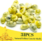 31PCS Money Cowrie Sea Shells, 3/4 Inch-1-1/2 Inch | Lakshmi Peeli Yellow Kawri Kodi Shells/Monetaria Monta Shell for Pooja/Necklace/Art Craft & Bracelet Making