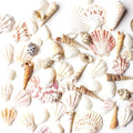Super Z Outlet Sea Shells Mixed Beach Seashells - Various Sizes up to 2" Shells
