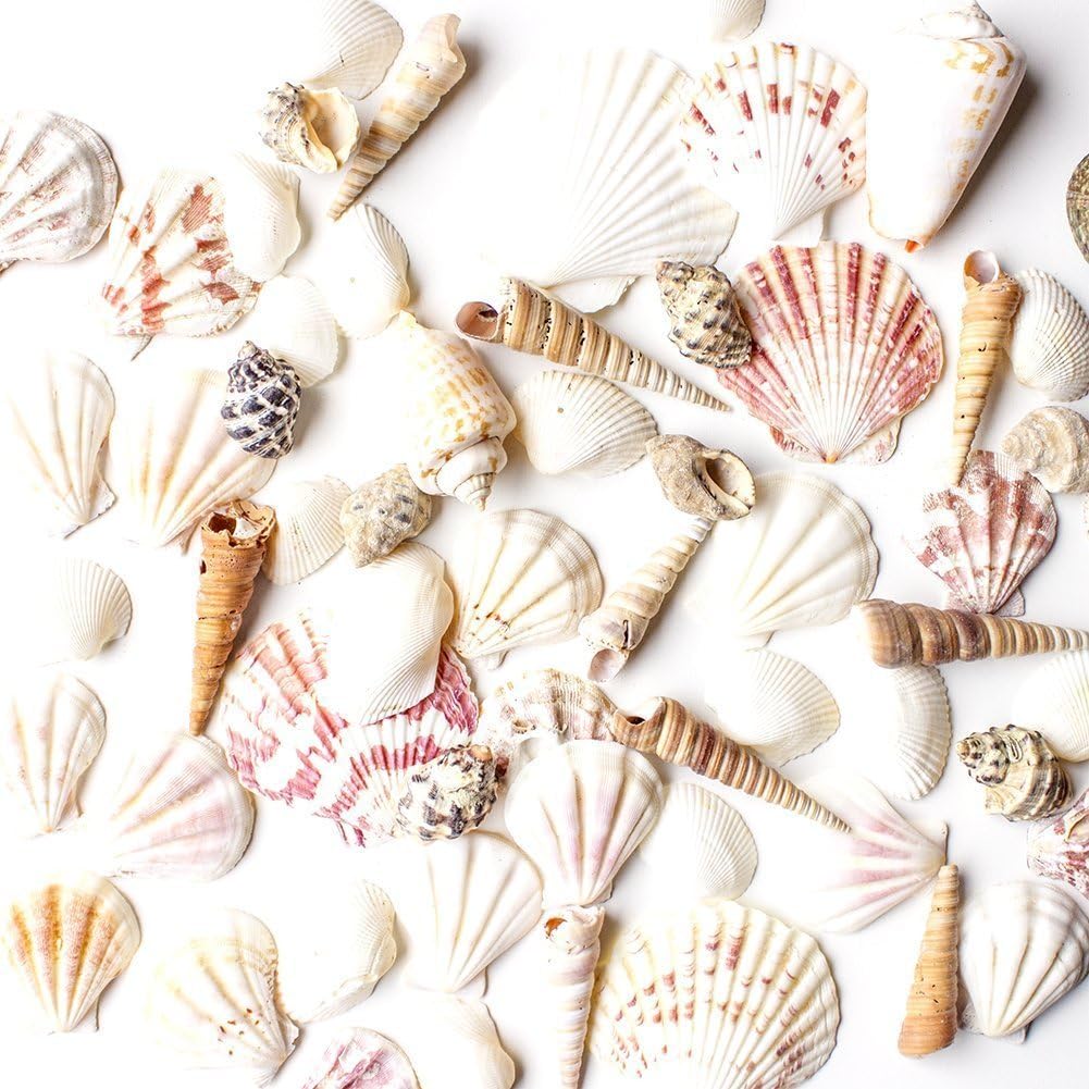 Super Z Outlet Sea Shells Mixed Beach Seashells - Various Sizes up to 2" Shells