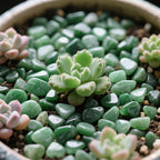 Aquarium Gravel 0.96LB Succulent Rocks Natural Pebbles Vase Filler Home Fish Tank Decor Crushed Stones Quartz Tumbled Polished Bulk - Green Aventurine