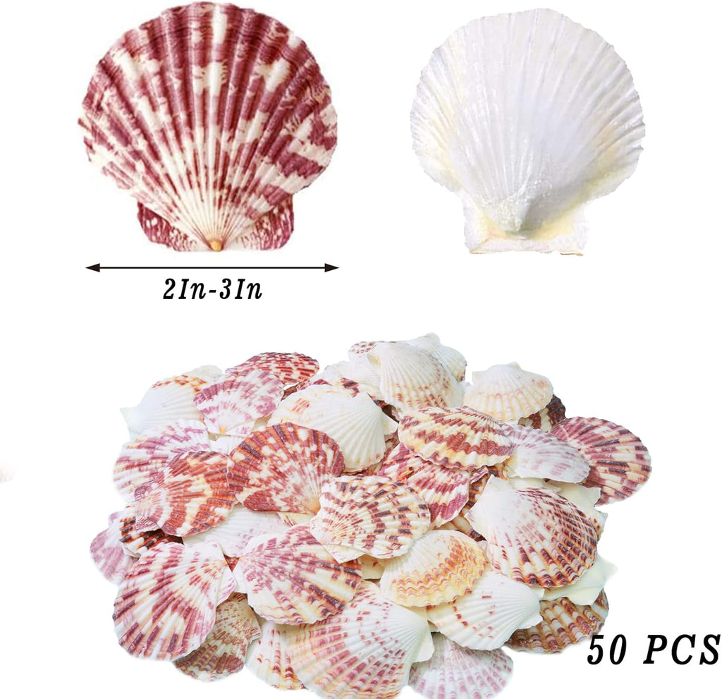 LUCKY BABY 50 PCS Natural Scallop Seashells for Crafts, 2"-3" Bulk Shells for DIY Art, Resin Projects, Candle Soap Jewelry Making, Beach Wedding Decor, Coastal Home Decoration, Nautical Party Supplies