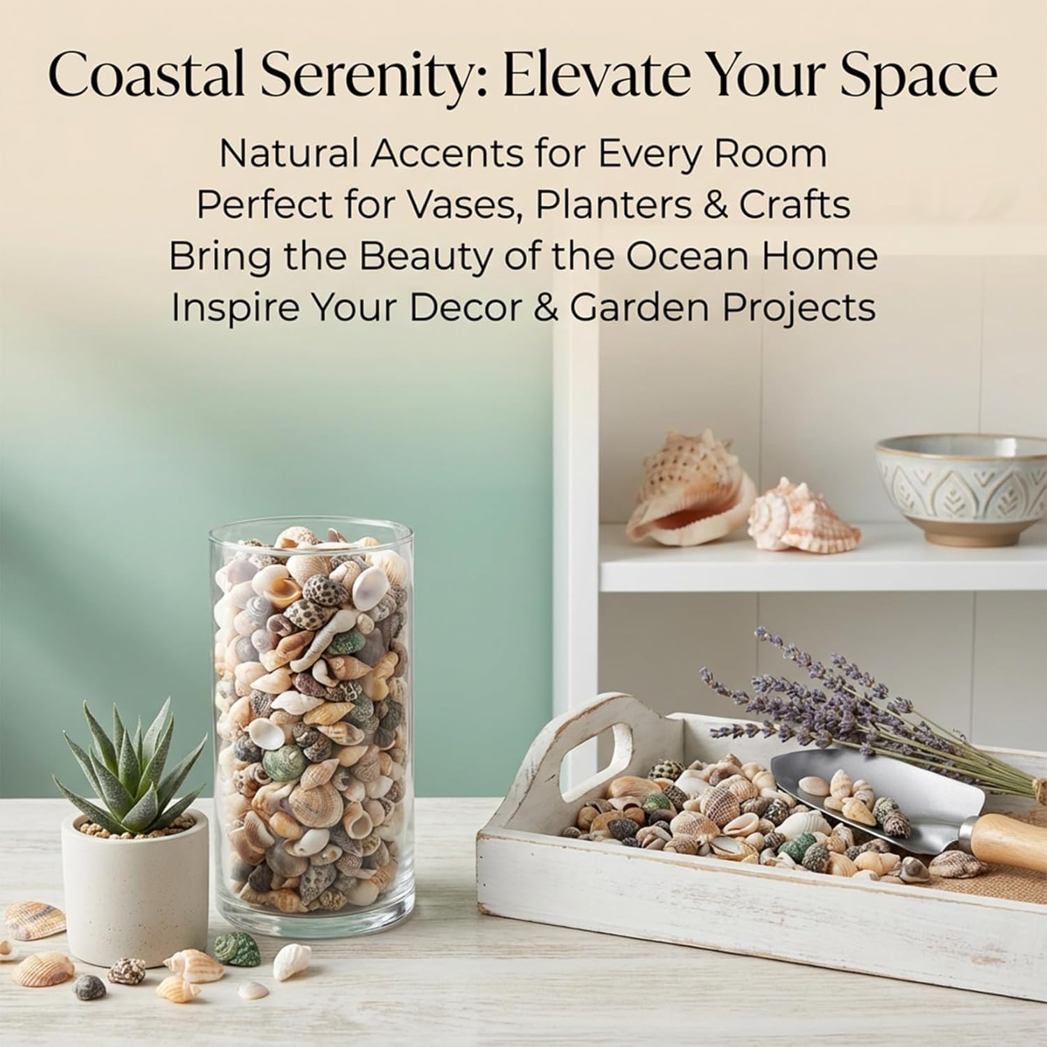 MAQIHAN Tiny Seashells for Crafts - Small Sea Shells Mixed Ocean Beach Shells Bulk for Home Decorations Wedding Decor Beach Theme Party Vase Filler (0.2-0.8 in, 314 Grams)