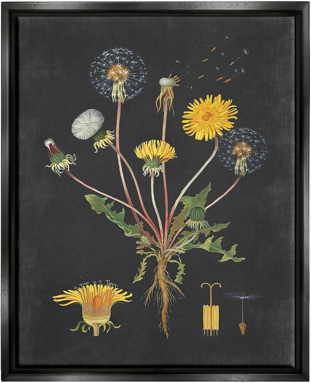Stupell Industries 'Botanical Drawing Dandelion On Black Design', Floating Frame Canvas Art, Black, 17 x 21 Inches, Easy to Hang and Sturdy, Made in USA, by Lettered and Lined