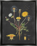 Stupell Industries 'Botanical Drawing Dandelion On Black Design', Floating Frame Canvas Art, Black, 17 x 21 Inches, Easy to Hang and Sturdy, Made in USA, by Lettered and Lined