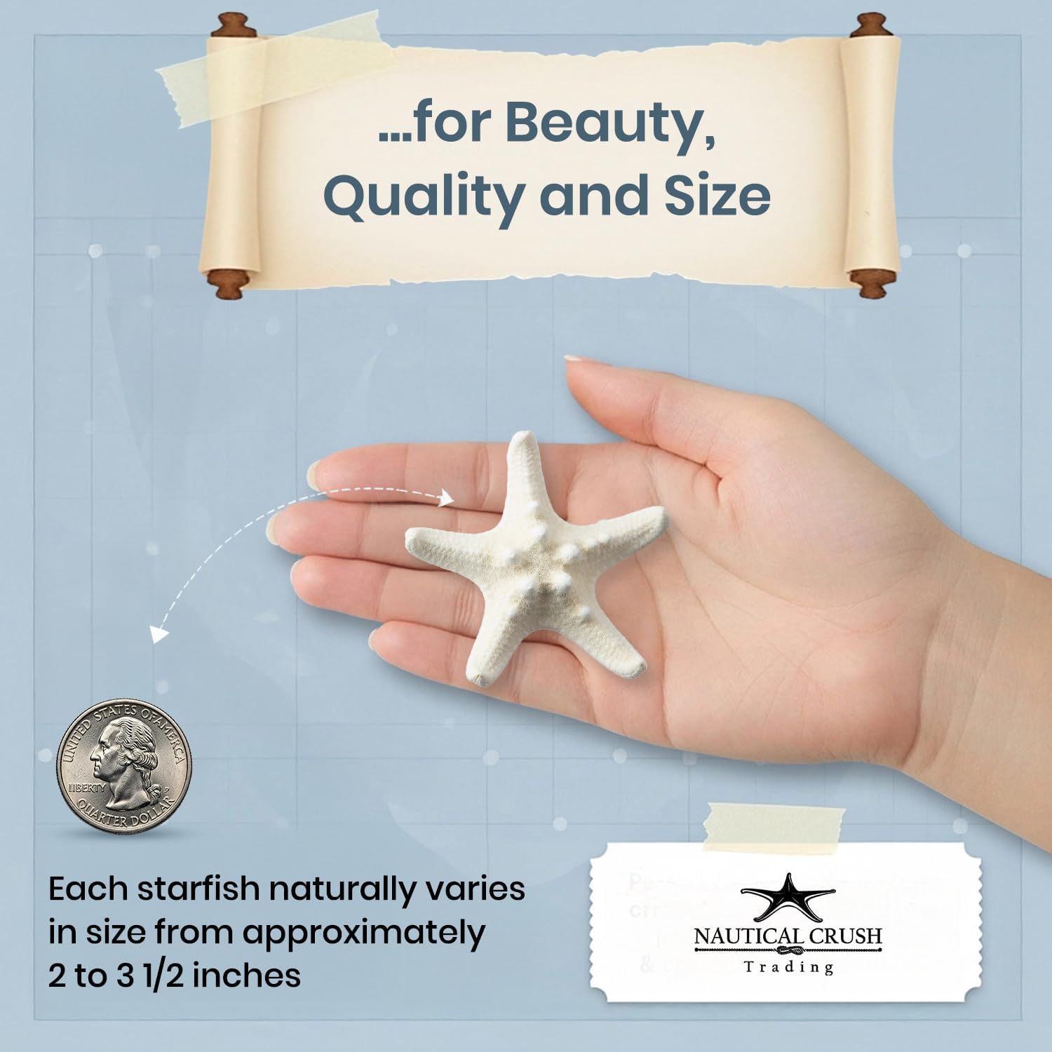 Real Knobby Starfish | 24 Real Knobby Starfish White 2" to 3.5" Beach Wedding Decor, Coastal Party Decorations, Seashell Decor