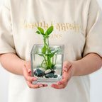 Set of 6 Square Glass Vases for Centerpieces – 5in x 5in x 5in Clear Short Flower Vase, Plant Terrariums, or Candle Holders for Wedding Centerpieces, Office Decor, Home Décor, Parties
