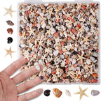 PPCLION 50pcs Tiny Strarfish&2000Pcs Tiny Mini Small Clam Sea Shells for Crafting Spiral for Crafts Charms Home Decorations Candle Decor DIY Fish Tank and Beach Vase Filler