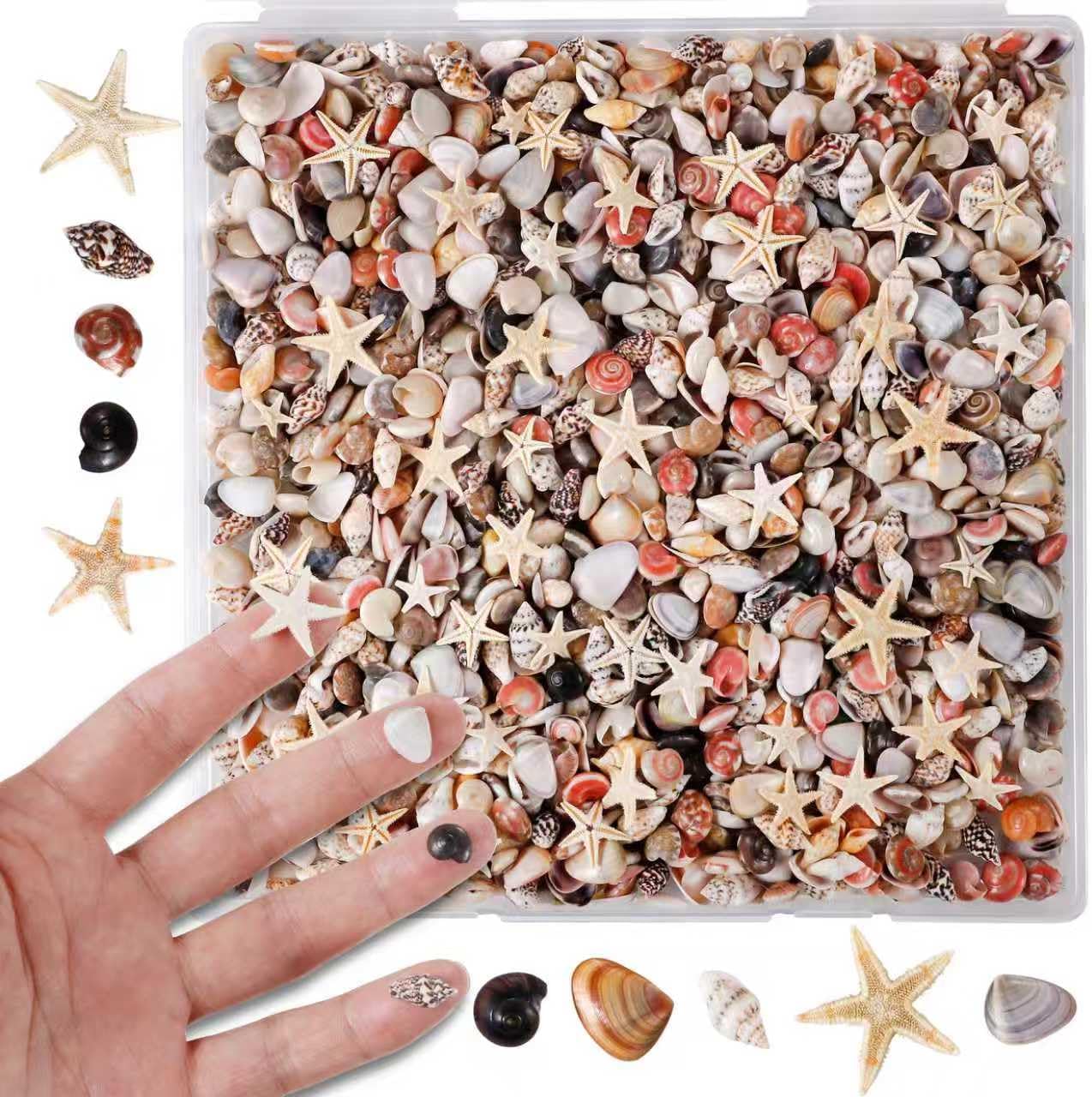 PPCLION 50pcs Tiny Strarfish&2000Pcs Tiny Mini Small Clam Sea Shells for Crafting Spiral for Crafts Charms Home Decorations Candle Decor DIY Fish Tank and Beach Vase Filler