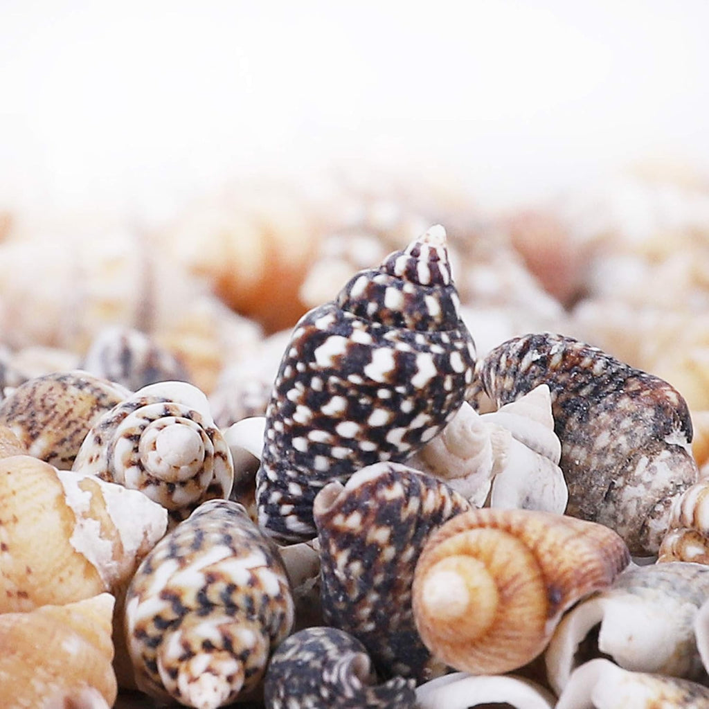 2000 PCS Tiny Mini Small Sea Shells for Crafting Spiral Conch Shells for Crafts Charms for Home Decorations Candle Decor DIY Fish Tank and Beach Vase Filler