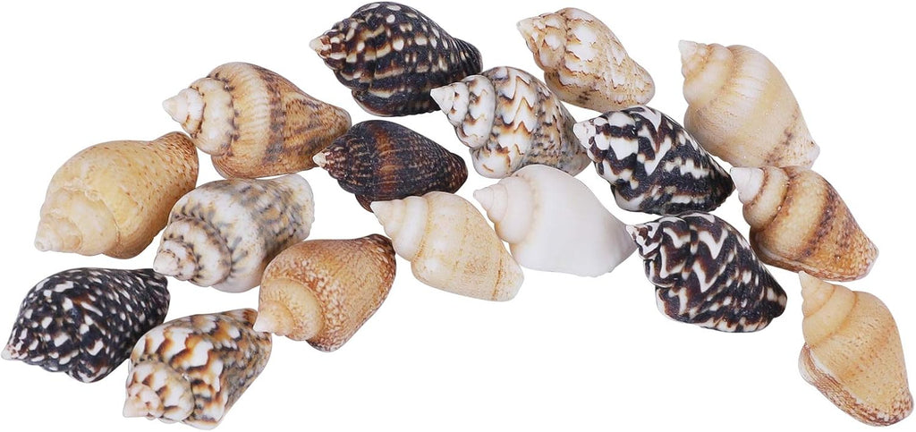 2000 PCS Tiny Mini Small Sea Shells for Crafting Spiral Conch Shells for Crafts Charms for Home Decorations Candle Decor DIY Fish Tank and Beach Vase Filler