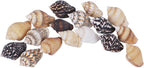 2000 PCS Tiny Mini Small Sea Shells for Crafting Spiral Conch Shells for Crafts Charms for Home Decorations Candle Decor DIY Fish Tank and Beach Vase Filler