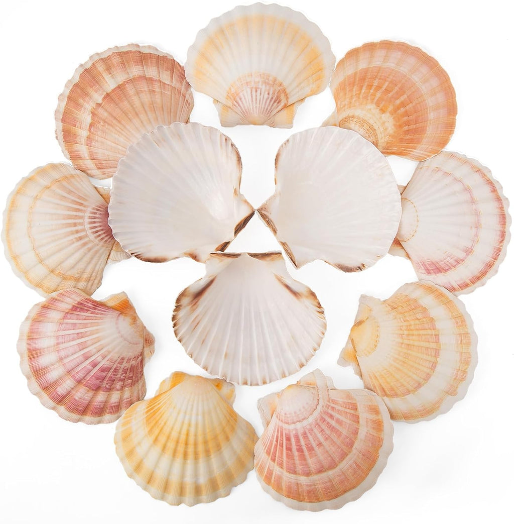 10PCS Scallop Shells 4‘’-4.5" Natural Sea Shells Yellow & Pink Hawaiian Scallop Shells for Baking DIY Craft Home Vase Fillers & Beach Wedding Party Decor (10)