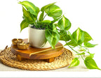 Kurrajong Farmhouse Dark Green Fake pothos | Fake Plant for Shelf Decor | Artificial Trailing Ivy Plant with 5" Wide Ceramic Pot | Faux pothos | Feaux Pothos | Bathroom and Kitchen Decor
