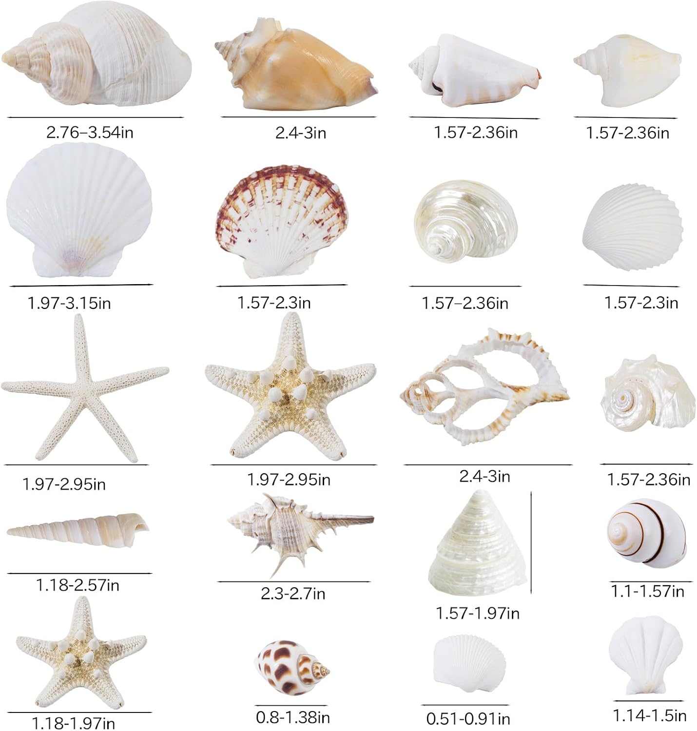 JQAQJU Sea Shells Mixed Ocean Seashells 20 Kinds, Starfish Seashells for Crafts, Various Sizes Natural Conch Sea Shells for Decorating, DIY Crafts, Vase Filler, Beach Party, Fish Tank, Home Wedding