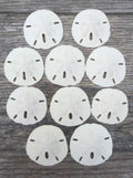 Real Sand Dollars 3" to 3.5" (10 Pack) – Sand Dollar Wall Art & Ornament Set – Beach Wedding Decor – Nautical Party Table Decor – Mini Shells for Crafts – Coastal Gifts