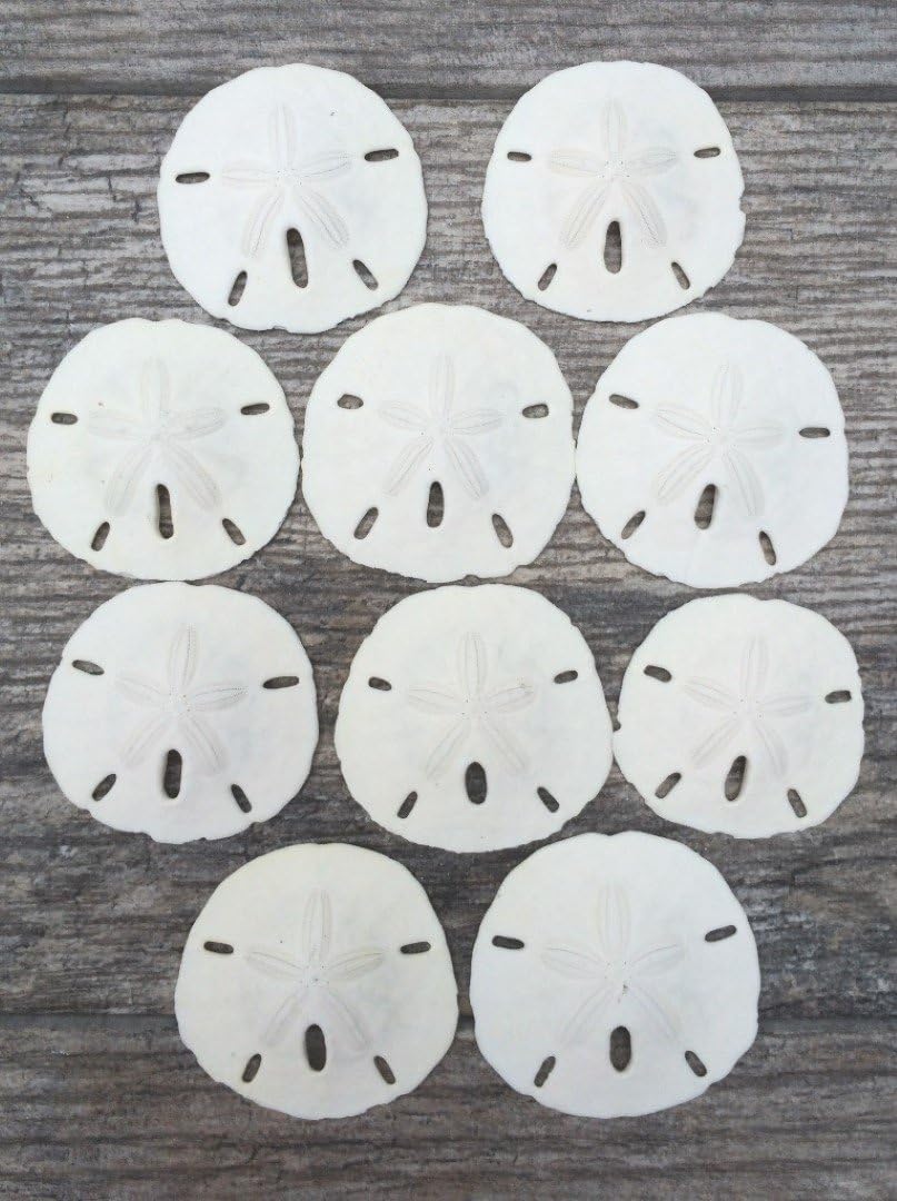 Real Sand Dollars 3" to 3.5" (10 Pack) – Sand Dollar Wall Art & Ornament Set – Beach Wedding Decor – Nautical Party Table Decor – Mini Shells for Crafts – Coastal Gifts