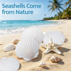 SINKOO 25 PCS Small Scallop Shells 2"-3" White Natural Seashell for DIY Craft Mermaid Beach Wedding Home Decoration