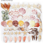 Sea Shells Mixed Beach Seashells 9 Kinds 1.2"-3.5 "Various Sizes Natural Seashells and 2 Kinds of Natural Starfish for Beach Themed Party DIY Crafts Fishtank Vase Fillers Home Wedding Decorations