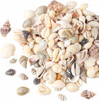 180g Sea Shells Mixed Ocean Beach Seashells Tiny Natural Spiral Seashells for Home Wedding Decorations Fishtank Vase Fillers Candle Making DIY Jewelry Making