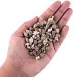 Super Z Outlet Tiny Miniature Fairy Garden Beach Critter Seashells Marine Life Collection for Art & Craft Project, Outdoor & Indoor Home Decoration, Party Favor, Invitation (4.5oz Bag, 500 Shell)