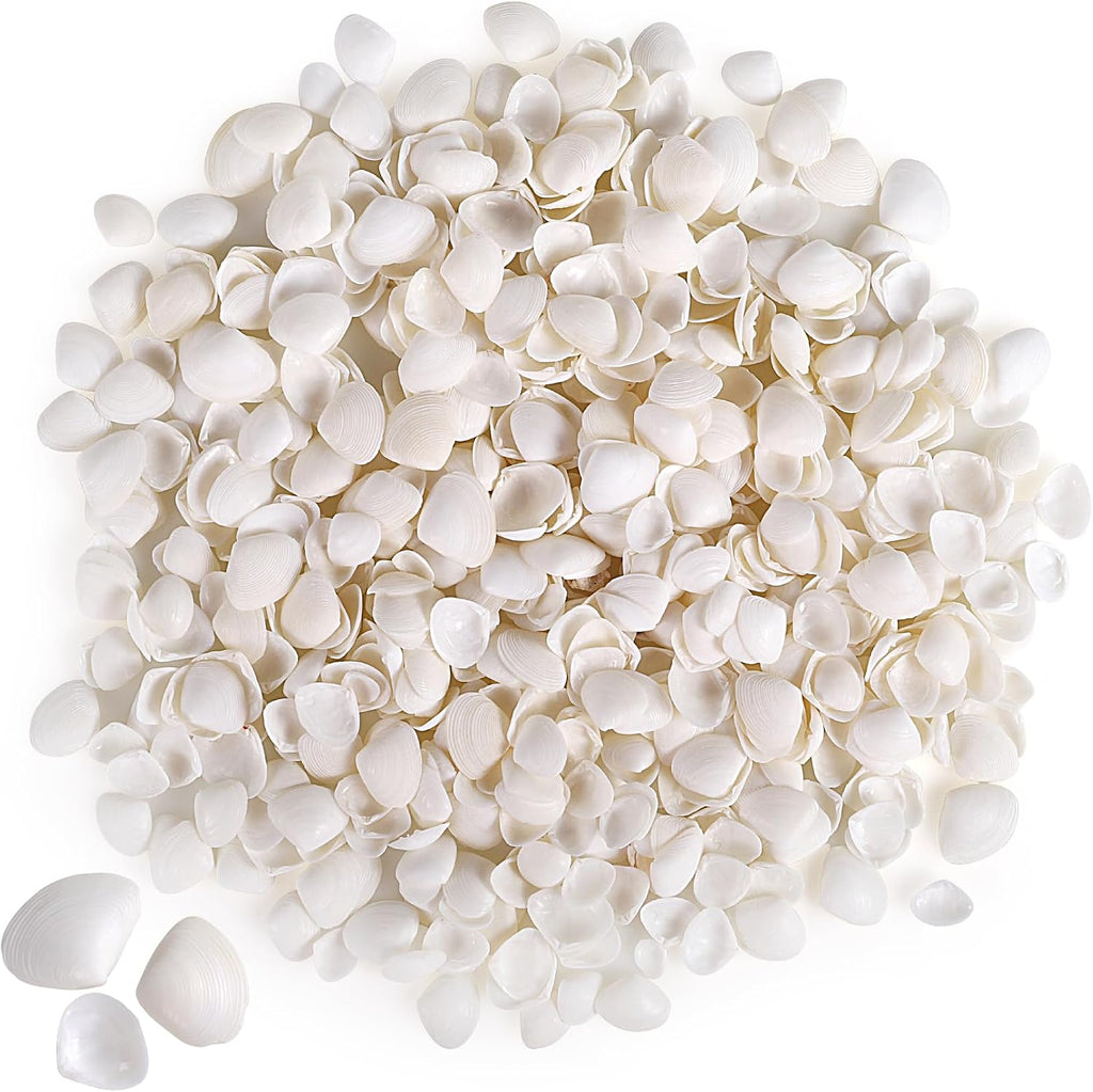 PPCLION 600 Pcs Natural Tiny Small Sea Shells White Clam Shells for DIY Craft, Jewelry Making, Home Decor, Vase Fillers