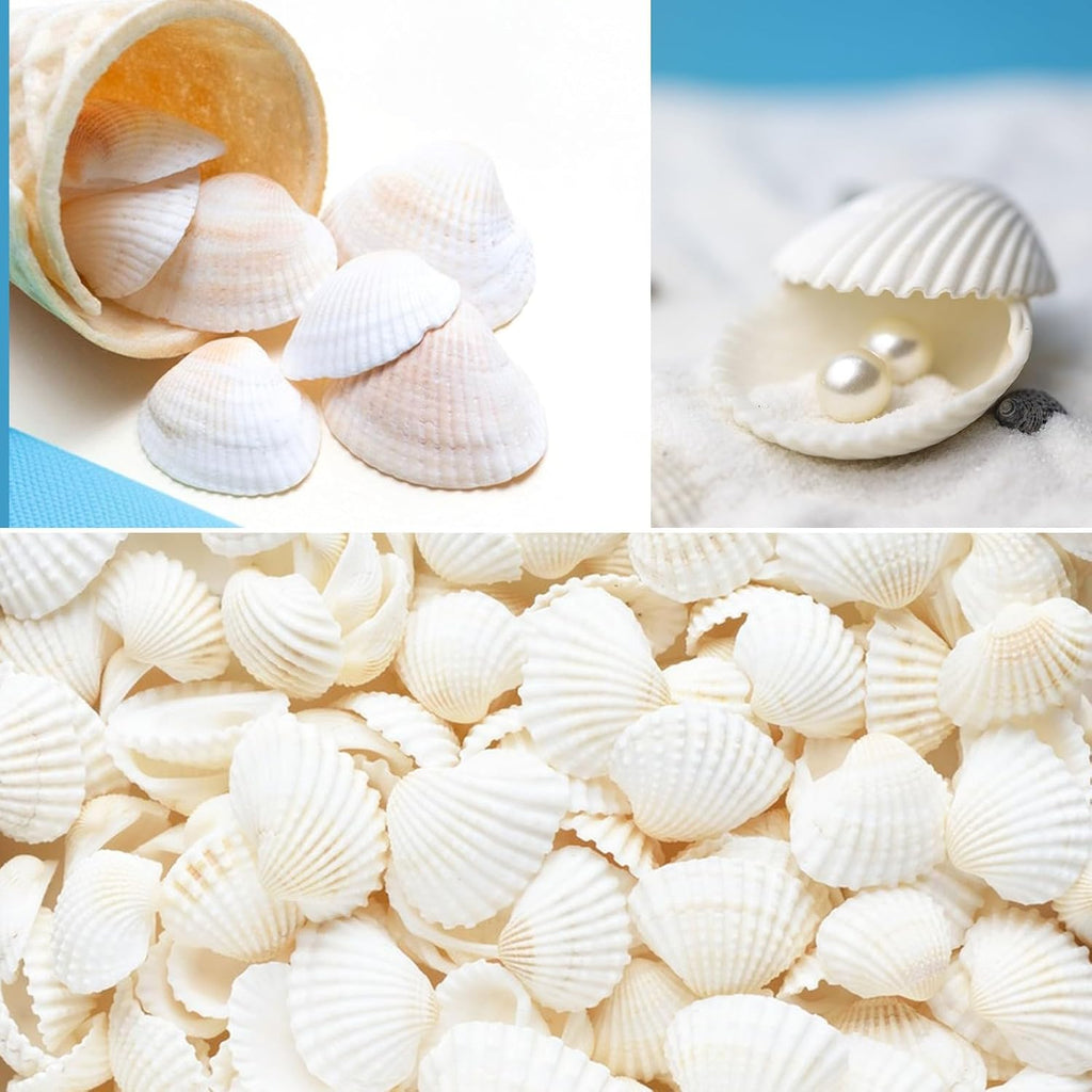 60 PCS Scallop Shells Natural Seashell, 1.5" to 2" White Scallop Shells Small Seashells for Crafts Wedding Decor Beach Theme Party, Fish Tank and Vase Filler