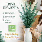 16PCS Dried Eucalyptus Stems – 17" Natural Preserved Eucalyptus Plant，Eucalyptus for Shower Branches for Vase Wedding Decor, Eucalyptus Bundle & Home Decor