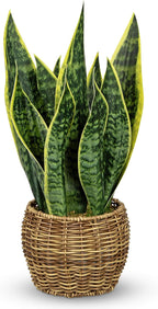Hollyone Artificial Snake Plant in Woven Basket 17" Faux Sansevieria Trifasciata Plants Large Fake Snake Plants Potted for Home Office Room Farmhouse Indoor Decor Housewarming Gifts
