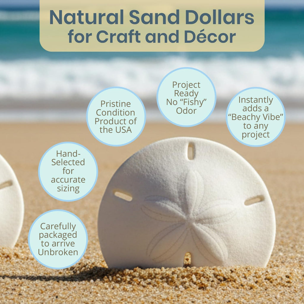 Real Sand Dollars 3" to 3.5" (3 Pack) – Sand Dollar Wall Art & Ornament Set – Beach Wedding Decor – Nautical Party Table Decor – Mini Shells for Crafts – Coastal Gifts