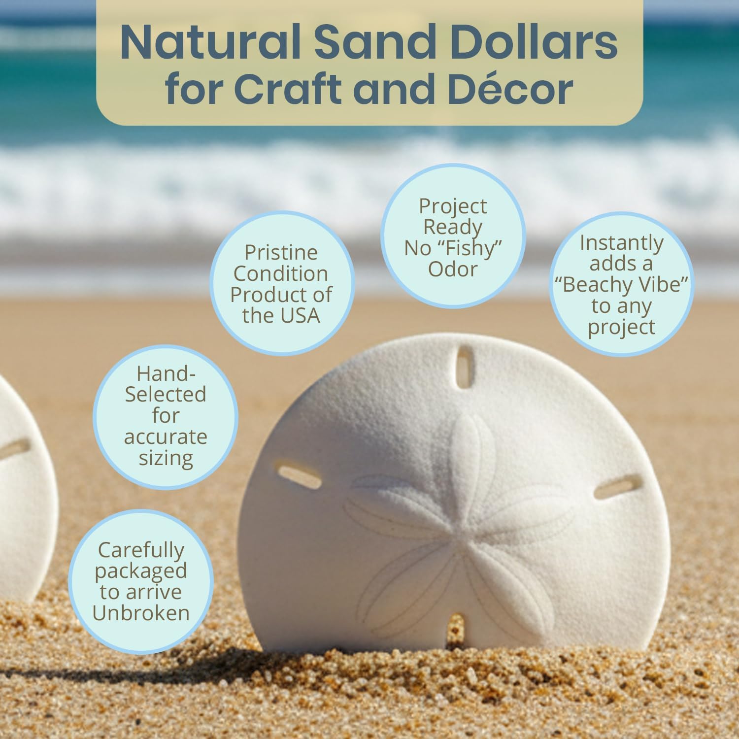 Real Sand Dollars 3" to 3.5" (3 Pack) – Sand Dollar Wall Art & Ornament Set – Beach Wedding Decor – Nautical Party Table Decor – Mini Shells for Crafts – Coastal Gifts