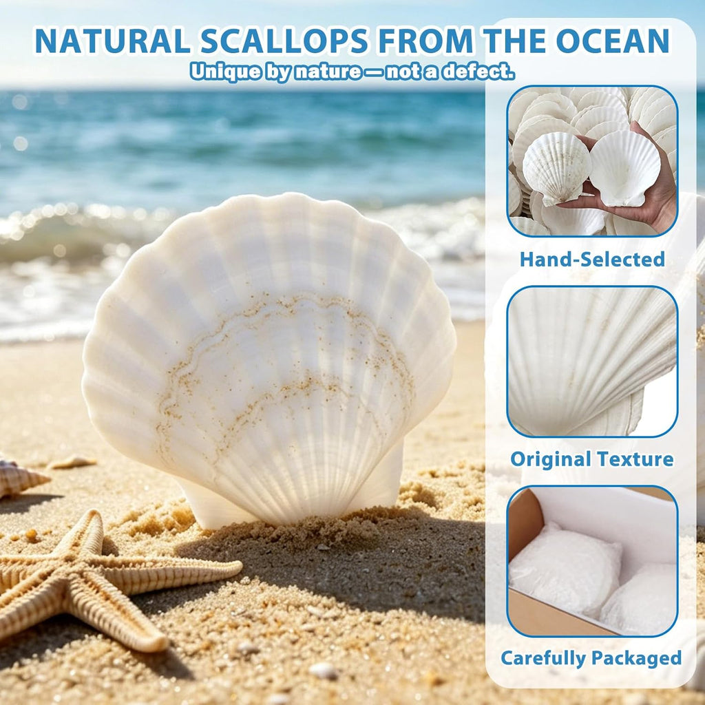 20 PCS Natural Scallop Shells for Crafts, 3-4 inches White Seashells for DIY Painting, Decoupage, Beach Wedding & Home Decor, Bulk Scallop Shells 8-10cm