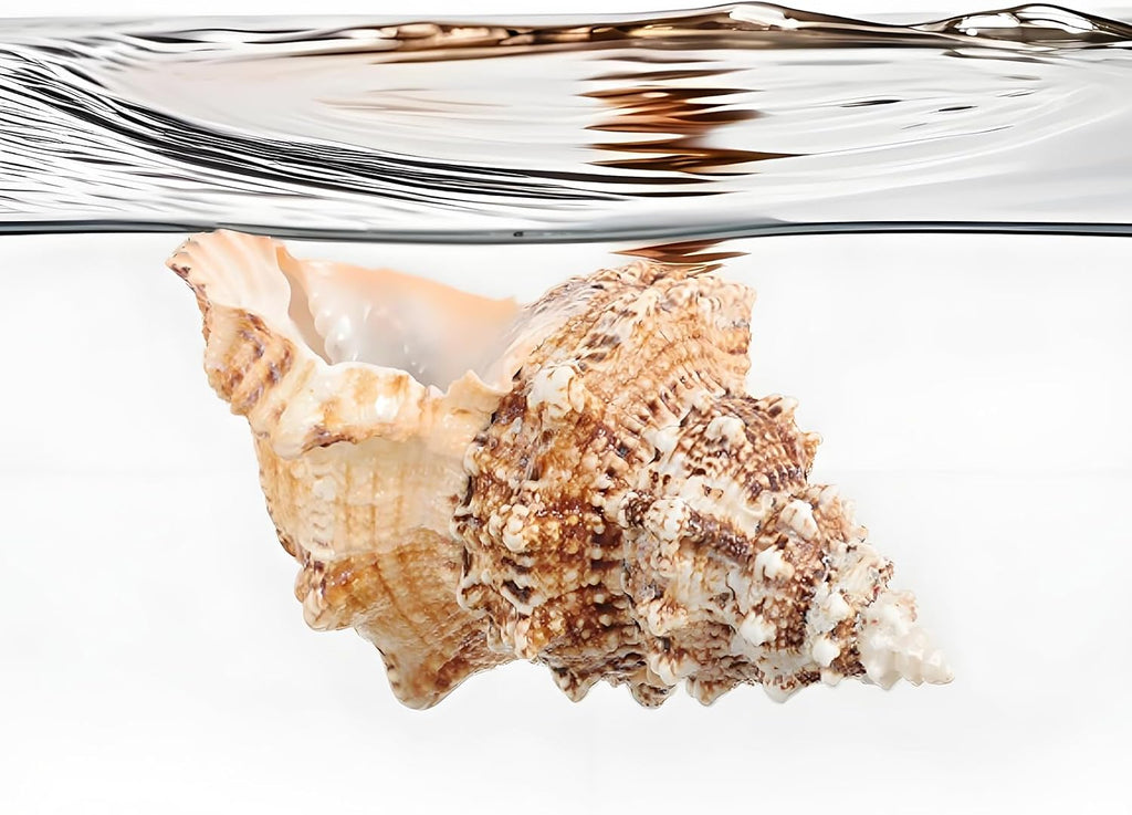 Giant Natural Conch Shell, Frog Seashell 7-8 inches, Large Sea Shell for Vase Filler, Air Plants, Home Decor, Wedding Decor and Beach Theme Party