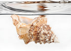 Giant Natural Conch Shell, Frog Seashell 7-8 inches, Large Sea Shell for Vase Filler, Air Plants, Home Decor, Wedding Decor and Beach Theme Party