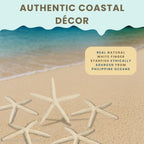 Starfish Decor - Star Fish for Craft - 20pk Real 2-3" White Sea Stars - Beach Wedding Decor - Coastal Party Decorations - Seashell Decor - Shells for Crafts - Nautical Decor - Bulk Shells for Crafts