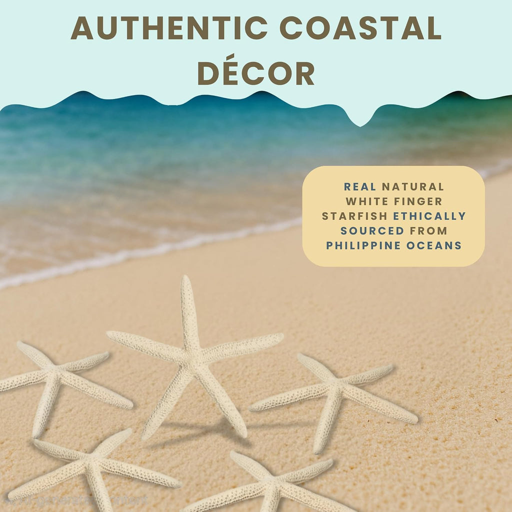 Starfish Decor - Star Fish for Craft - 12pk Real 2-3" White Sea Stars - Beach Wedding Decor - Coastal Party Decorations - Seashell Decor - Shells for Crafts - Nautical Decor - Bulk Shells for Crafts