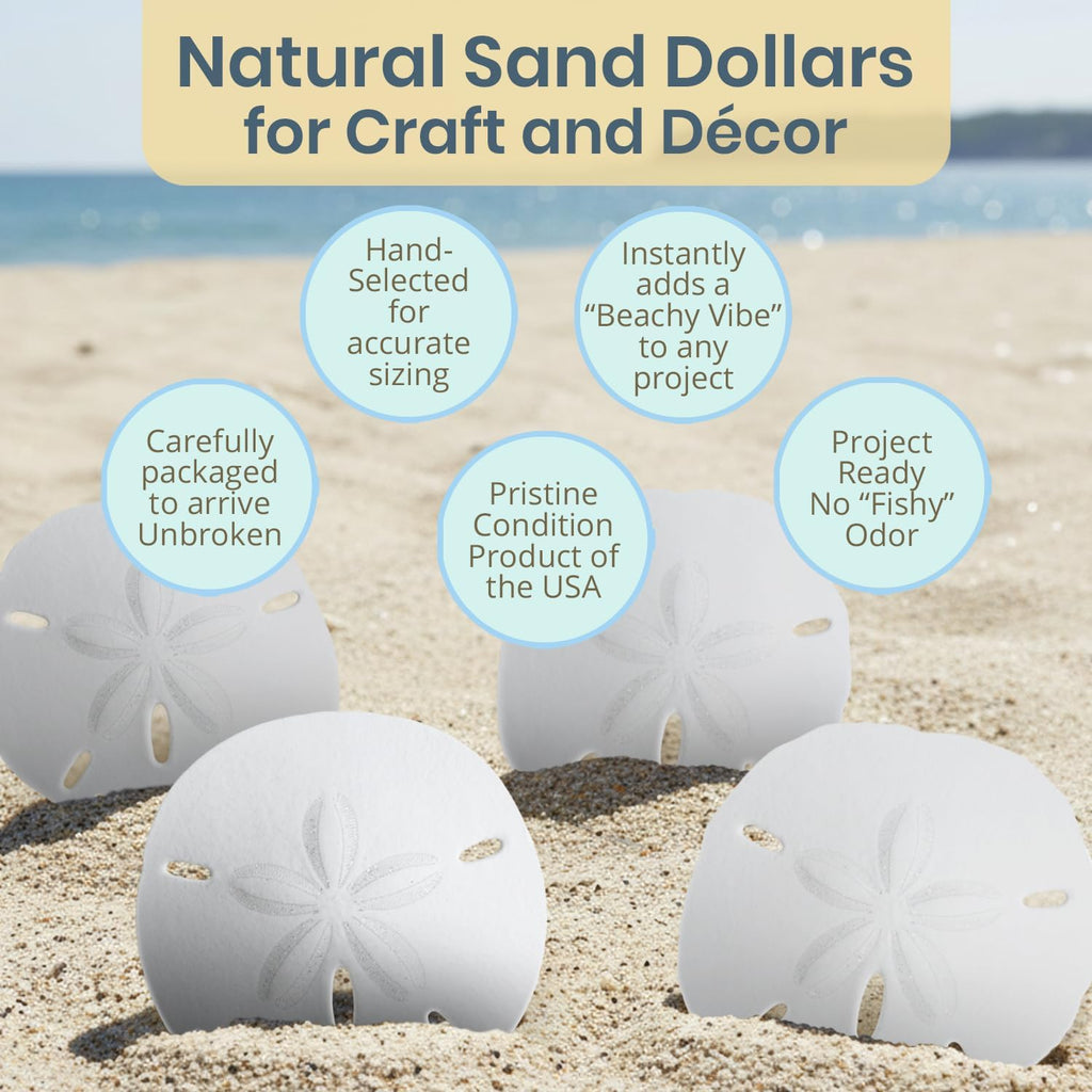 Real Sand Dollars 3" to 3.5" (4 Pack) – Sand Dollar Wall Art & Ornament Set – Beach Wedding Decor – Nautical Party Table Decor – Mini Shells for Crafts – Coastal Gifts